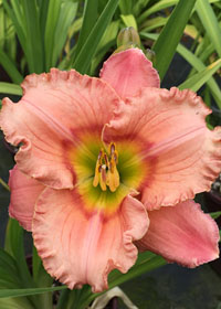 Hemerocallis 'Elegant Candy'